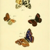 papilio aethiops esper4